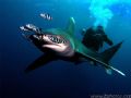 Thsi Oceanic White Tip split my friend and I apart while we were diving under the boat. Fortunately, we were both photographers and caught the 