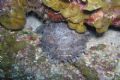 This 'toadie' fish seems to be saying 'cheese' while his photo was being taken in Roatan, Honduras using my Olympus C5060 with integrated flash.