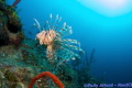 Lionfish in Southern Belize, diving with ReefCI.  Canon T5i, duel inon strobes and nauticam housing.  Taken on edge of wall, around 25 metres