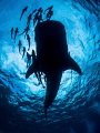 Ample ... ! Whale Shark - Rhincodon typus. Sail Rock, Thailand-EM5-Panasonic 8mm-iso200-f18-1/250