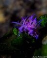 Flabellina