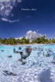 Over-under in Tikehau Lagoon