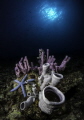 Colourful Tube sponges scenery in celebes sea and the blue starfish. Shot during golden hour where the sun near the horizon, producing a moon-like sunburst.