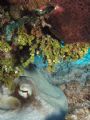 Octopus Hiding Under a Reef - Glovers Atoll, Belize. Olympus C4040z, PT010 housing, Sea Life SL960D strobe.