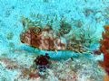 Web Burrfish - Glovers Atoll, Belize
