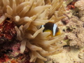 Clown Fish (female) in his anemone