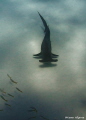 Great hammerhead gracefully gliding by during a safety stop.