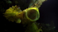 Open wide, please. 
Yawning Leaf scorpion fish in Dumaguete, Philippines