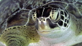 Green Sea Turtle Portrait