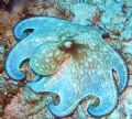 Octopus - Glovers Atoll, Belize