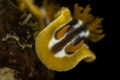 NUDIBRANCH