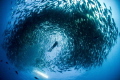 Swimming within a swirling mass of Jacks. Cabo Pulmo, Mexico