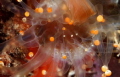 A close up image of a blooming anemone taken at night off of the dive site behind the Cracked Conch. Canon 5DMII 50mm.