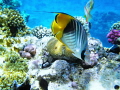 Threadfin butterflyfish.depth 1-35m