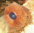 eye of an octopus