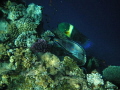 Broomtail wrasse & Sohal surgeonfish