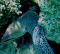 Giant moray-Ras mohmed-sharm el shaikh