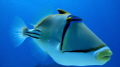 Picasso Triggerfish - Gota abu Ramada Acquario Hurghada