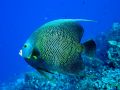 French Angelfish striking a pose in Cozumel.