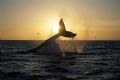 The photo is the fluke of a humpback whale , taked near Cabo San Lucas Baja Sur Mexico, I was in a whale watching boat