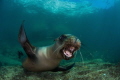 playful teen sea lion trying to bite my camera in the sea of cortez