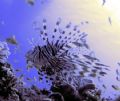 Lion Fish from the red sea.