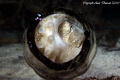 A small Coconut Octopus (Amphioctopus marginatus) hides in a discarded Coca Cola bottle beneath Chaloklum pier, Koh Phangan, Thailand.