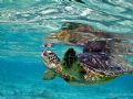 Turtle Reflection
Kailua Kona, Hawaii, cropped, This guy (or gal) along with some of his buddies hung out with me for about 45 min one morning.