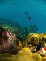 Coral reef at Whale Shoal with Snorkeler, Belize Barrier Reef.