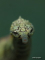 PipeFish SP. this subject keeps on moving as you approach really need patience to get the  shot. I shot this with canon G15 during the 2nd anilao underwater photo competition, date taken Nov.29.2014
This is shot with single strobe, YS 17