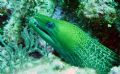 Unduated Moray