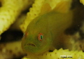 Mr. Hairy Goby
this goby keeps on swimming inside its  host coral, another subject that will really test photographer's patience