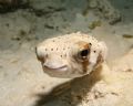 Curious Ballonfish found on a night dive in Cozumel. Taken with a Canon 20D, Ikelite Housing & Strobe