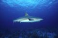 Caribbean Reef Shark #1, was taken at roughly seventy feet with a Nikonos V underwater camera, single strobe, and wide angle lens.