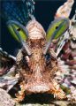 Red Sea, Lionfish
