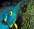 French Connection - Armed with a 105mm macro lens and 50 ISO film, I made the best of the situation when this French Angelfish decided to join me on my dive.