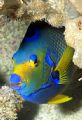 Coral Frame - This shy queen angelfish insisted on using the light-colored coral of 