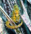 Seahorse posing just for me...it is the only one I saw in the ionian sea after more than 1000 dives there...