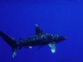 Oceanic White Tip a few miles off the coast of Kona where the water is 4000ft deep.