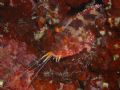 A scorpion fish at lunch time...