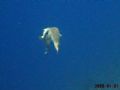 Kissing under the ocean. A couple of porcupine fish caught in the act! Taken in 60ft of water at 100ft distance with digital zoom. No wide angle. Turks & Caicos, at dive site called Eel Garden. Nice!