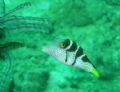 I think this is a trigger fish ? He was very inquisative hence the nice close shot.