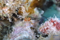 This little guy was definitely not camera shy, I think it liked looking at itself in my lens. Taken at about 60 ft. Nikon D90 lens, Tamaron 90 MM Macro, Ikelite HSG.. 2 DS161 strobes.. ISO 200, Shutter Speed1/250/ F13. Taken in Curacao