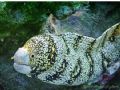 Don't mind me I'm just passing thru! Snowflake morey eel - natural light - cropped.