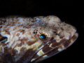 Stunning sand diver...
NA-GH4 with Oly 12-50mm