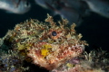 Scorpionfish rests on the edge of a reef ledge as it's prey swim above unaware.