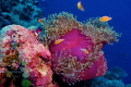 A wonderful shot of some anenome in Palau when i went on a dive holiday.