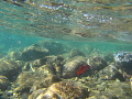 A wave, an Oscar or a snapper or a ?, light play and sea urchins, even a small sergeant major in the background. Hawaii did not disappoint!