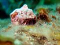 Hermit Crab off of Cayman Brac. This little guy was at the edge of a rock, allowing me to get a good 