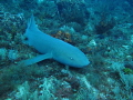 Large Nurse shark at the end of the dive, had to take a couple minutes of deco time to get down to take the shot. Beautiful 7' Nurse.